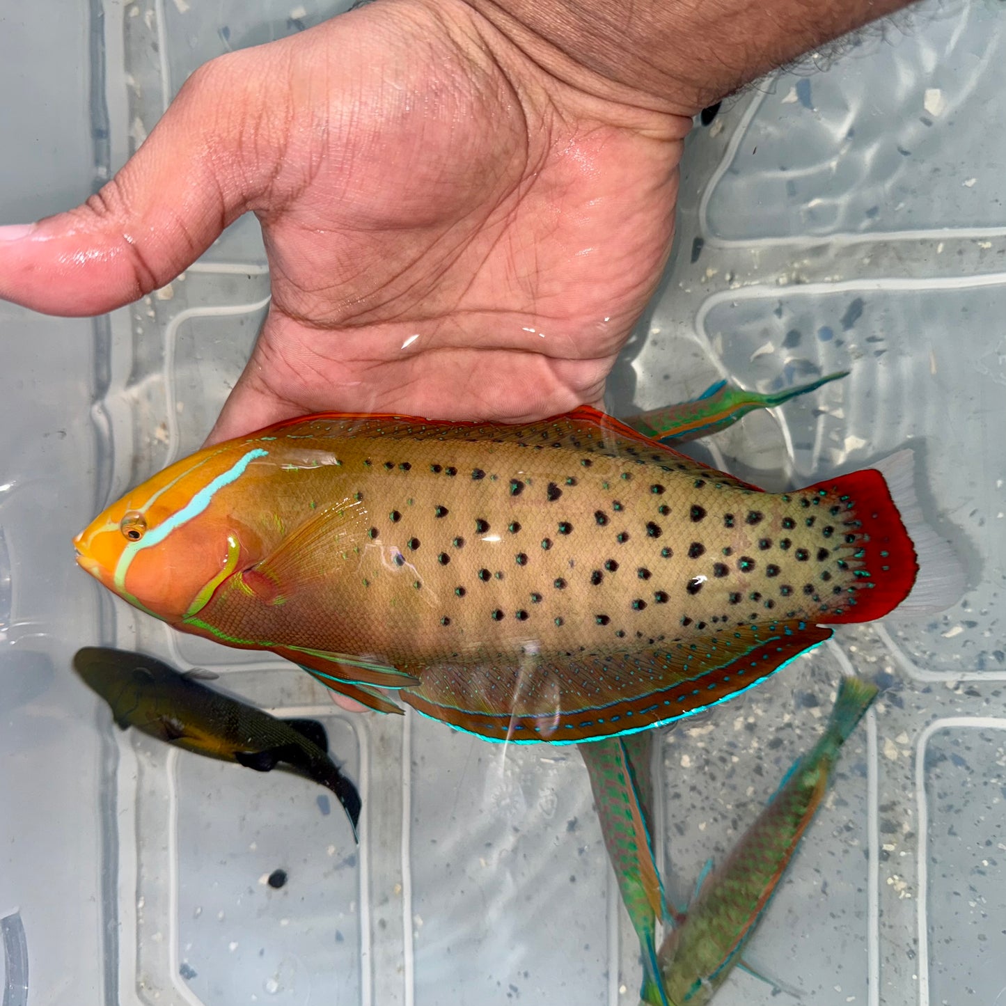 Formosa wrasse 9” (Coris formosa)