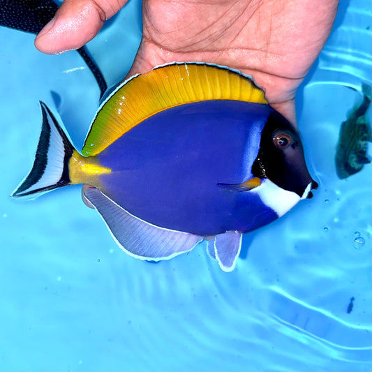 Powder blue tang 6” (Acanthurus leucosternon)