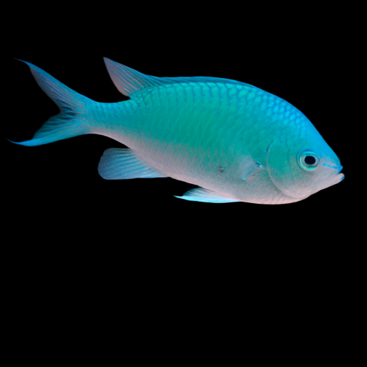 Blue Green Chromis Medium
(Chromis viridis)