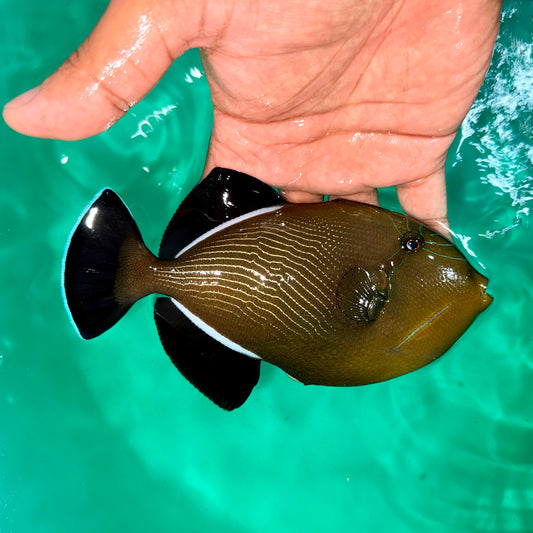 Indian Black Triggerfish 5-6” (Melichthys indicus)