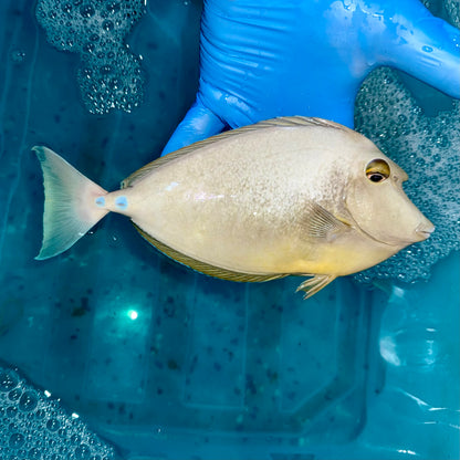 Blue spine unicorn tang 8-9” (Naso unicornis)