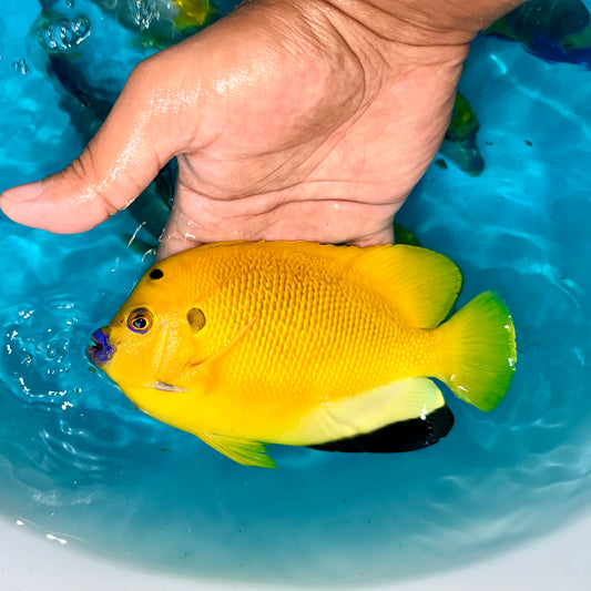 Flagfin angel 6-7” (Apolemichthys trimaculatus)