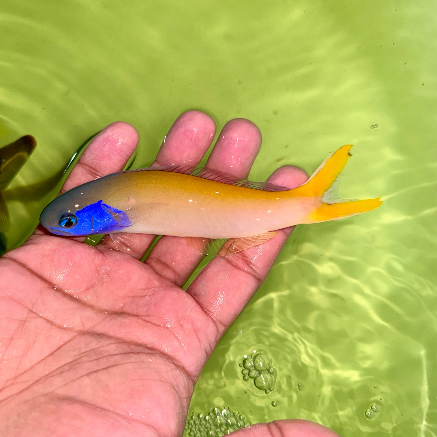 Blue Jaw Tilefish 4.5-5”
(Hoplolatilus starcki)