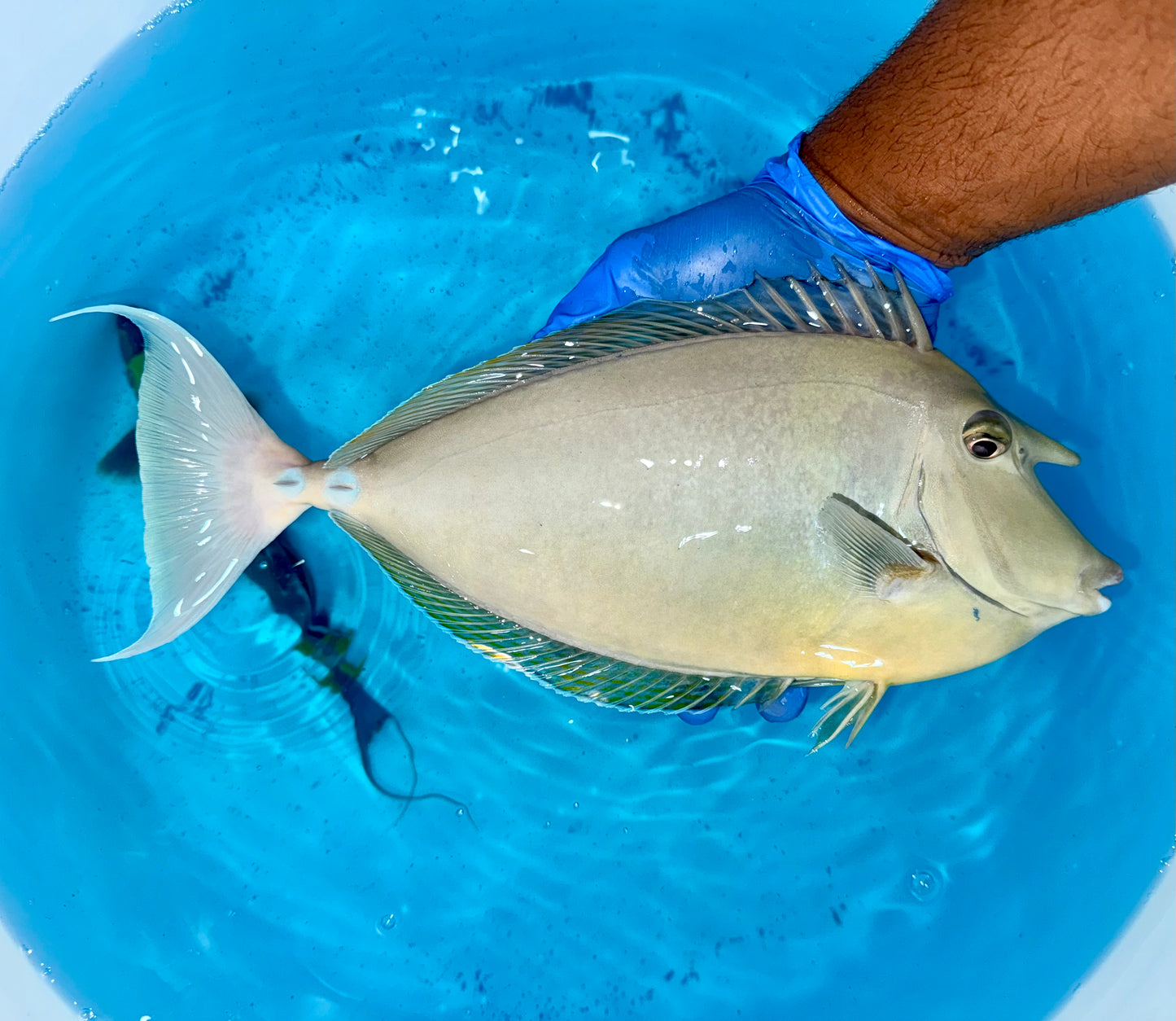 Blue spine unicorn tang male 12-13” (Naso unicornis)