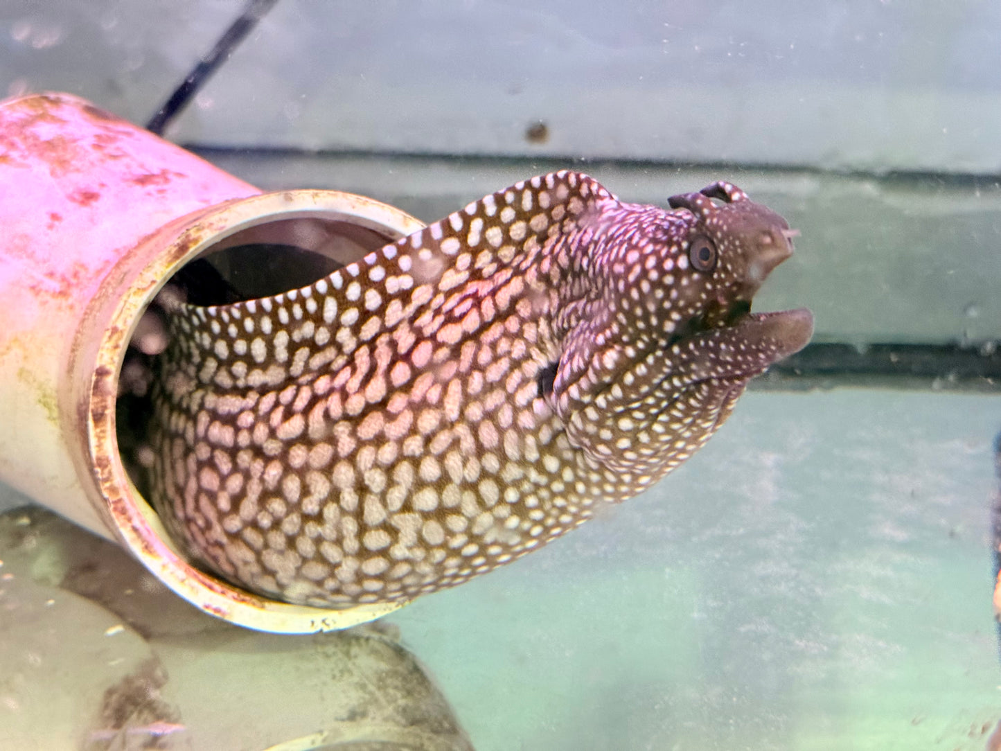 Brazilian Dragon Eel ~24” (Muraena Pavonina)