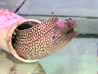 Brazilian Dragon Eel ~24” (Muraena Pavonina)