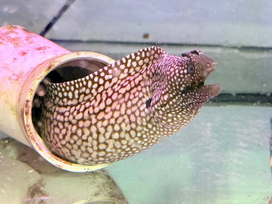 Brazilian Dragon Eel ~24” (Muraena Pavonina)