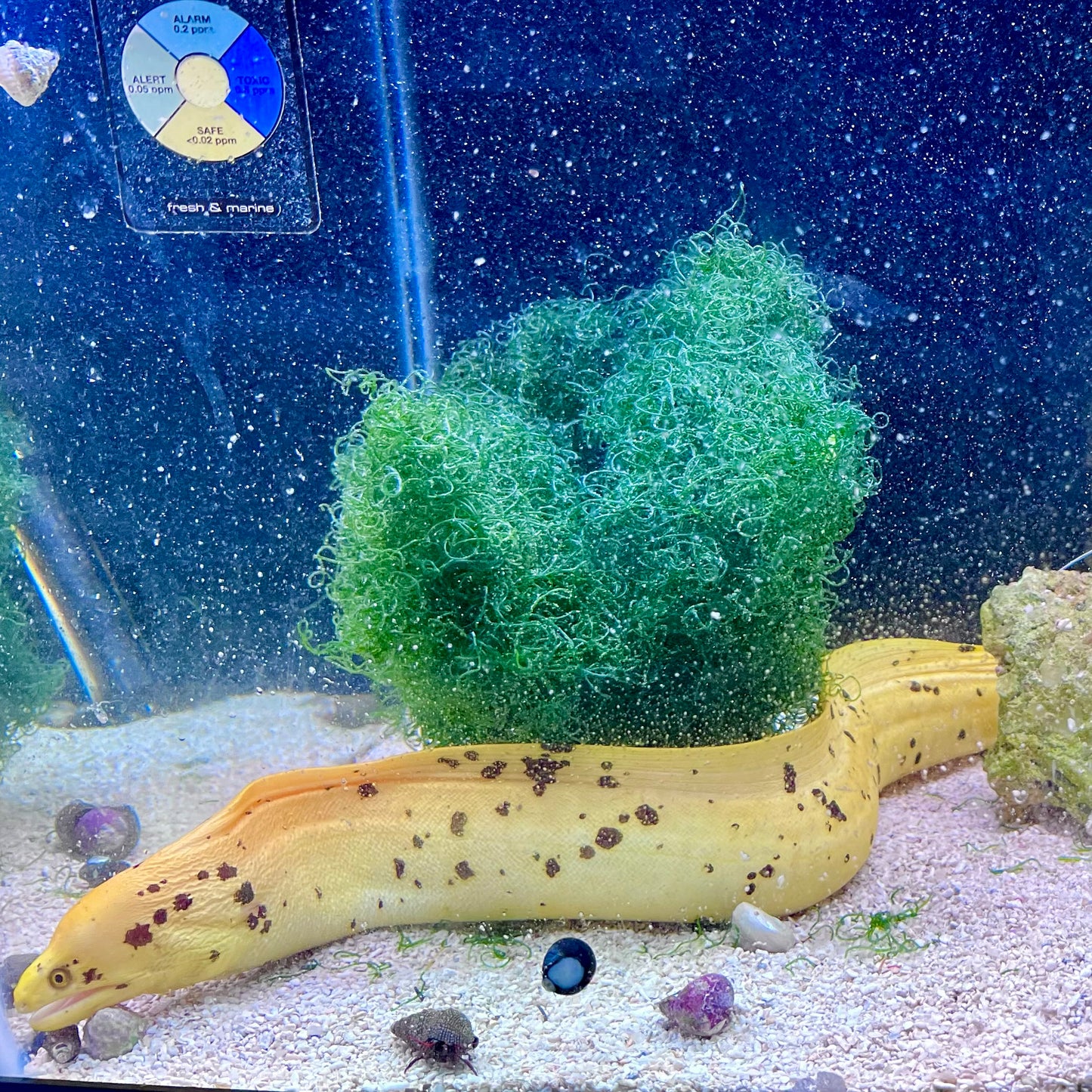 Banana Eel 12-14" (Gymnothorax miliaris)