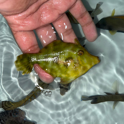 Green Aiptasia Eating Filefish 3”
(Acreichthys tomentosus)