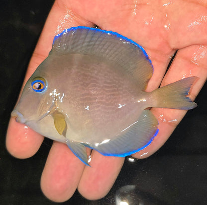 Caribbean/Atlantic blue tang ~3.5" (Acanthurus Coeruleus)