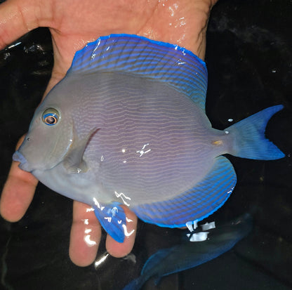 Caribbean/Atlantic blue tang ~7.75” (Acanthurus Coeruleus)