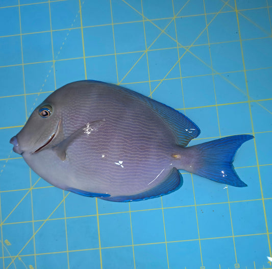 Caribbean/Atlantic blue tang ~7.75” (Acanthurus Coeruleus)