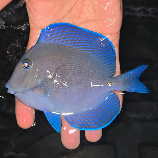 Caribbean/Atlantic blue tang ~6” (Acanthurus Coeruleus) (Copy)