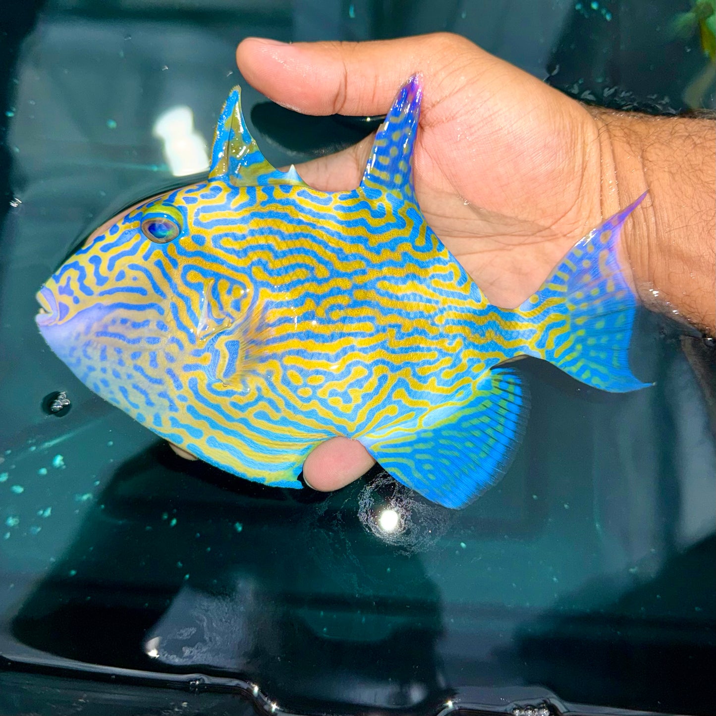 Bluelined Triggerfish 7-8”
(Pseudobalistes fuscus)