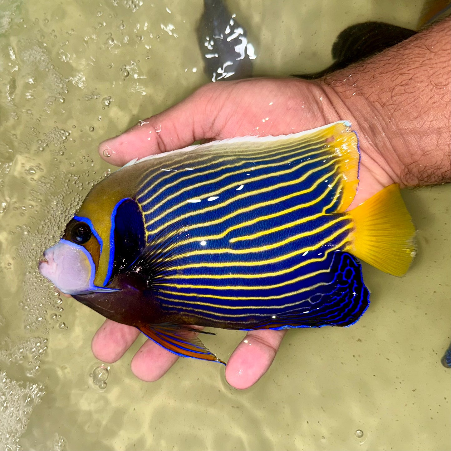 Emperor Angelfish 7” (Pomacanthus imperator)