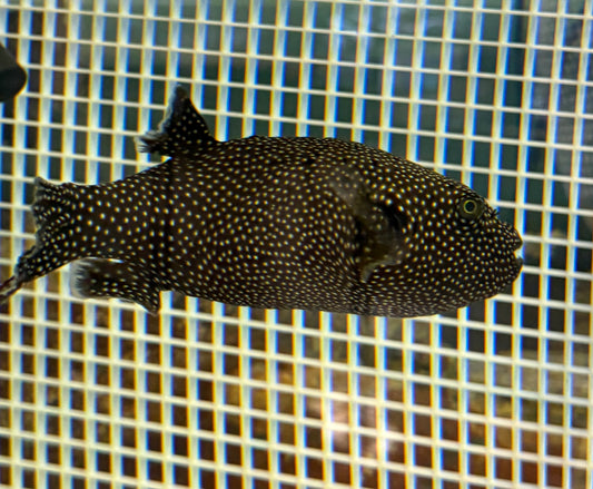 Sappo Puffer 9-10” (Arothron meleagris)