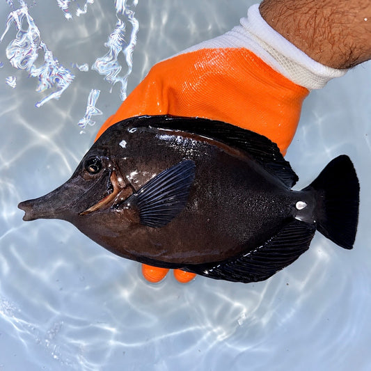 Black tang 9-10” (Zebrasoma rostratum)