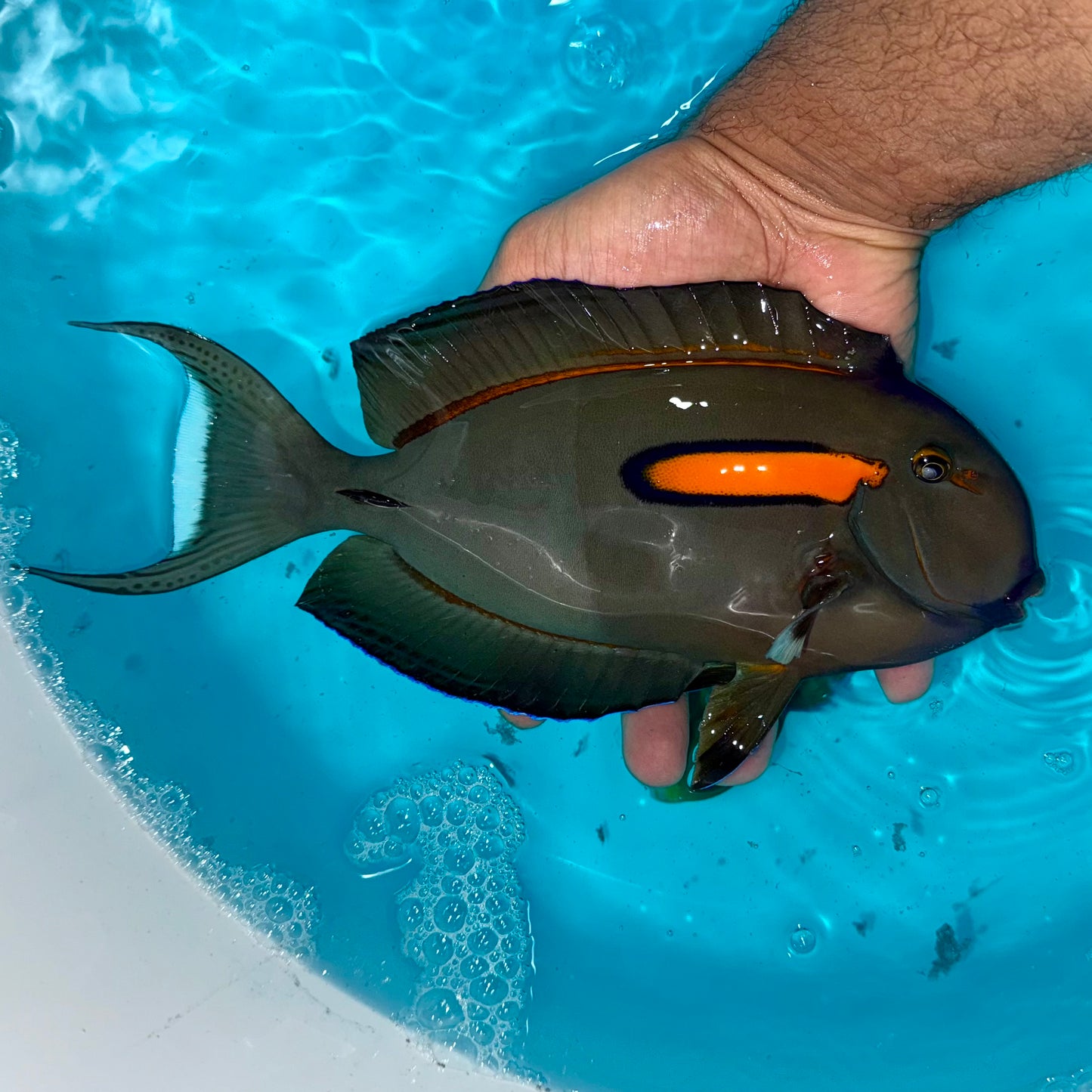 Orange shoulder tang 10-11” (Acanthurus olivaceus)