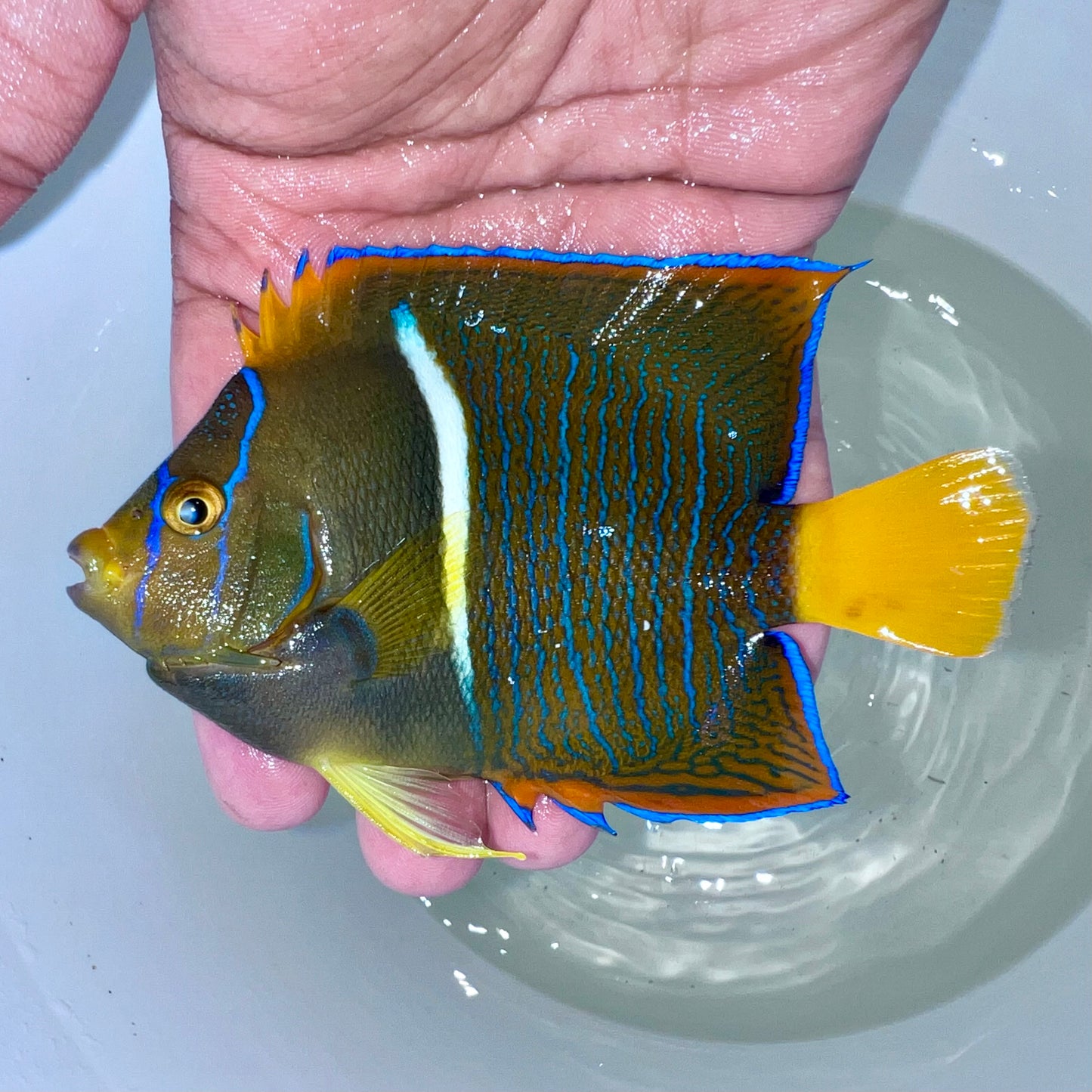 Passer angelfish 4-5” (Holacanthus passer)