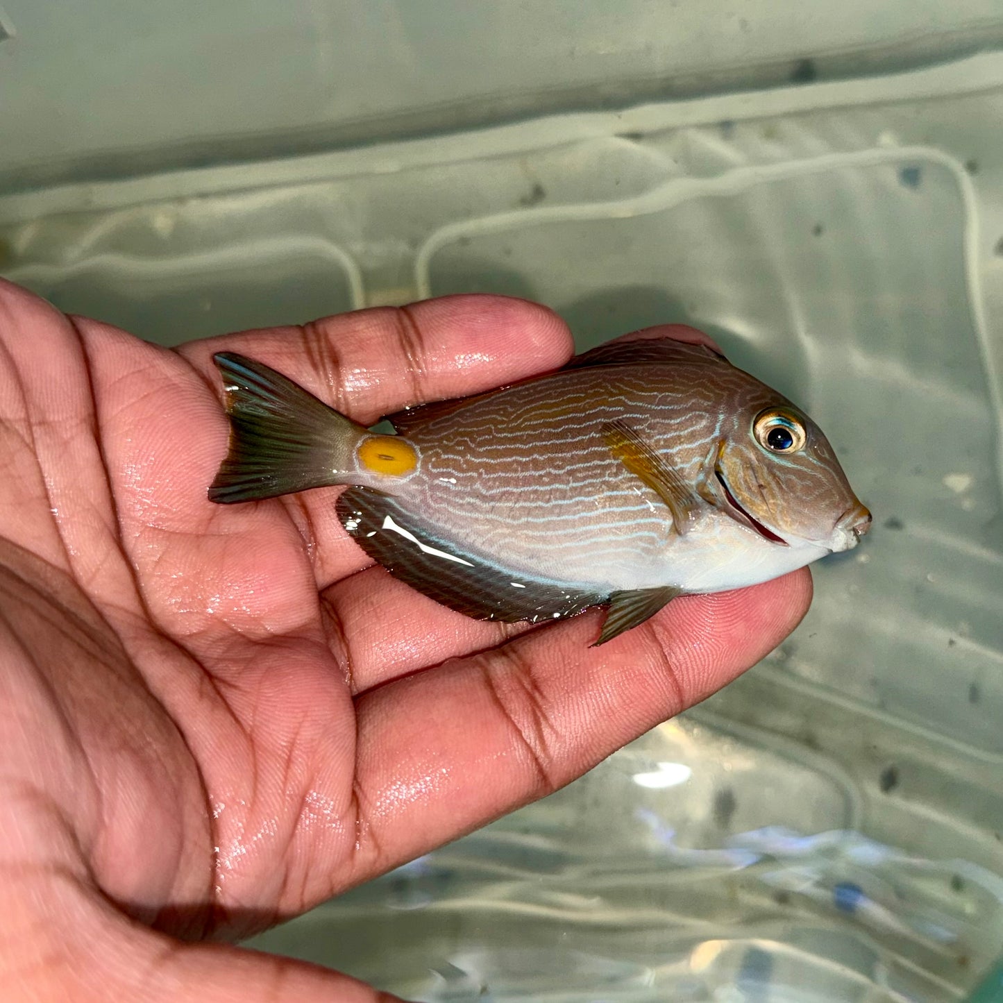 Monrovian Tang 3-3.5” (Acanthurus monroviae)