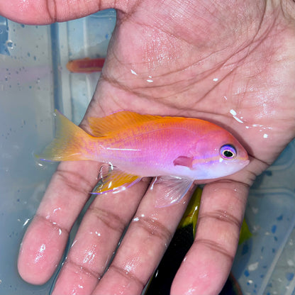 Bimaculatus Anthias female 3-3.5”
(Pseudanthias bimaculatus)