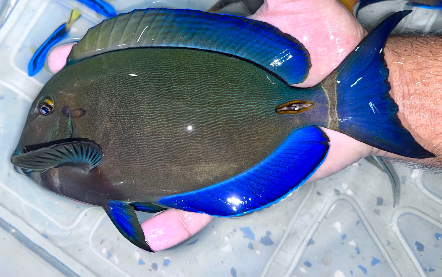 Ring Tail Tang 8-9” (Acanthurus blochii)