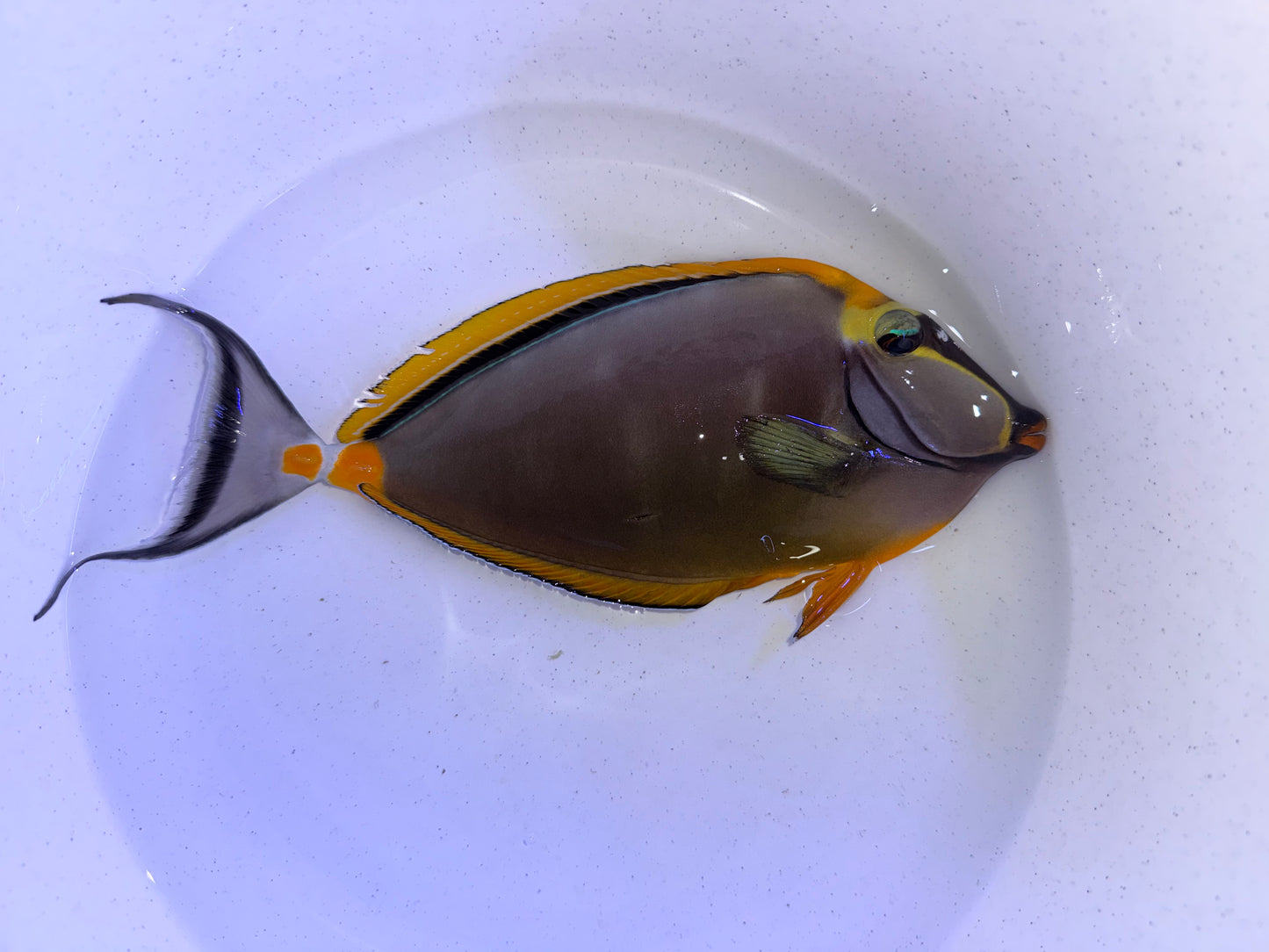 Blonde naso tang male 10-11” with 2” streamers (Naso elegans)