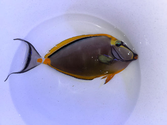 Blonde naso tang male 10-11” with 2” streamers (Naso elegans)