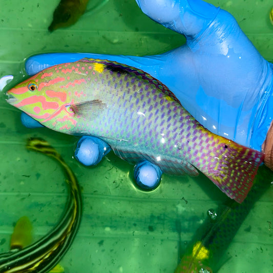 Checkerboard wrasse super male 7-8” (Halichoeres hortulanus)