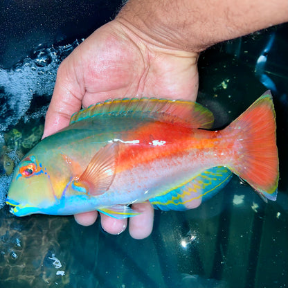 Eyebrow tusk fish 9-10” male (Choerodon zamboangae)