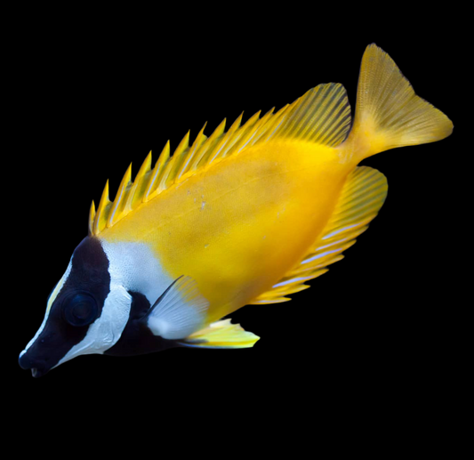 Yellow Foxface 6-7”
(Siganus vulpinus)