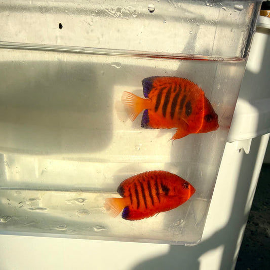 Christmas Island Flame Angel male/female pair (Centropyge loricula)