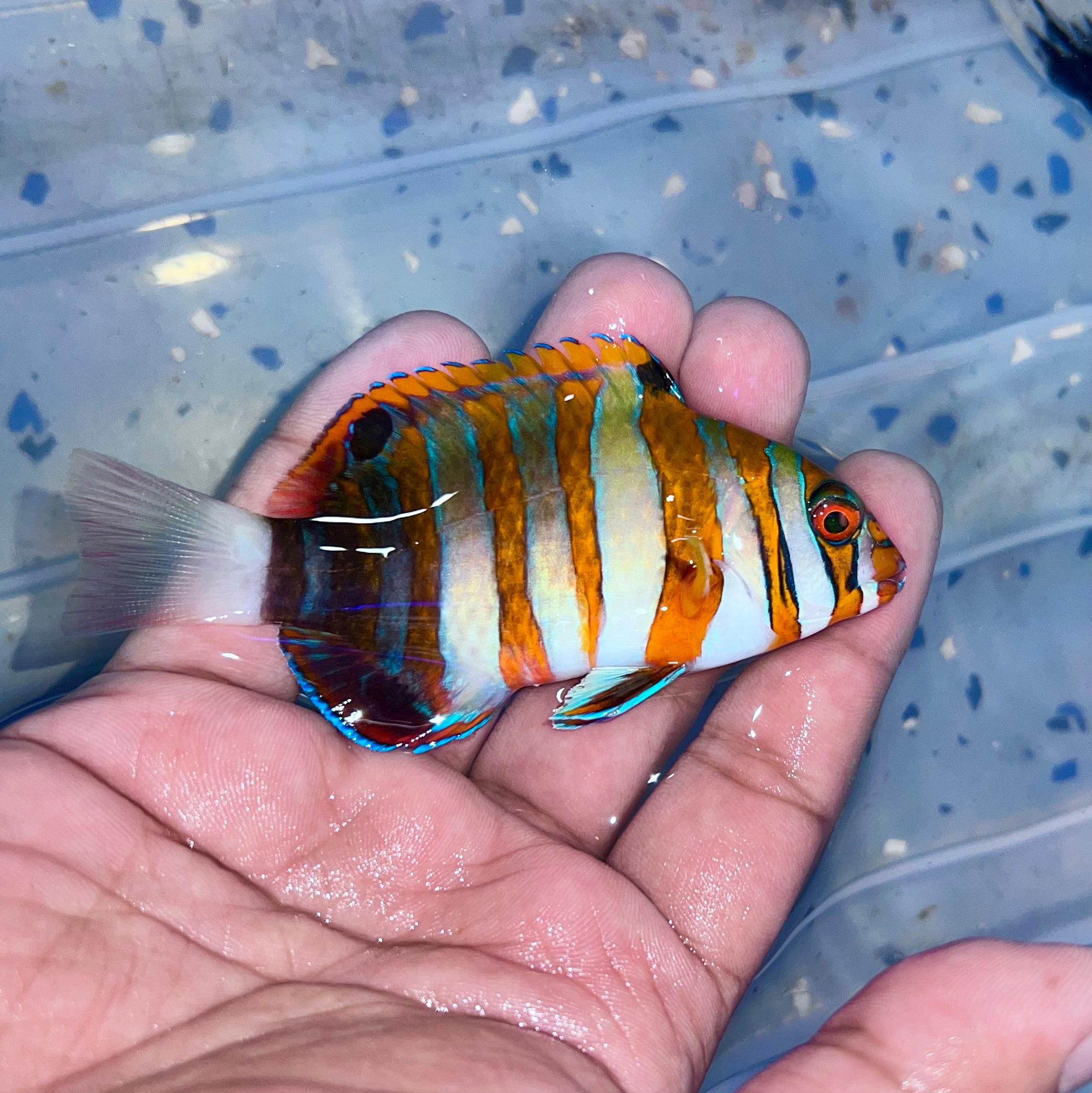 Harlequin tusk Indo 4” (Choerodon fasciatus) – Tropical tides aquatics