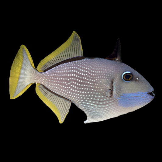 Blue Throat Triggerfish 3.5-4” Male
(Xanthichthys auromarginatus)