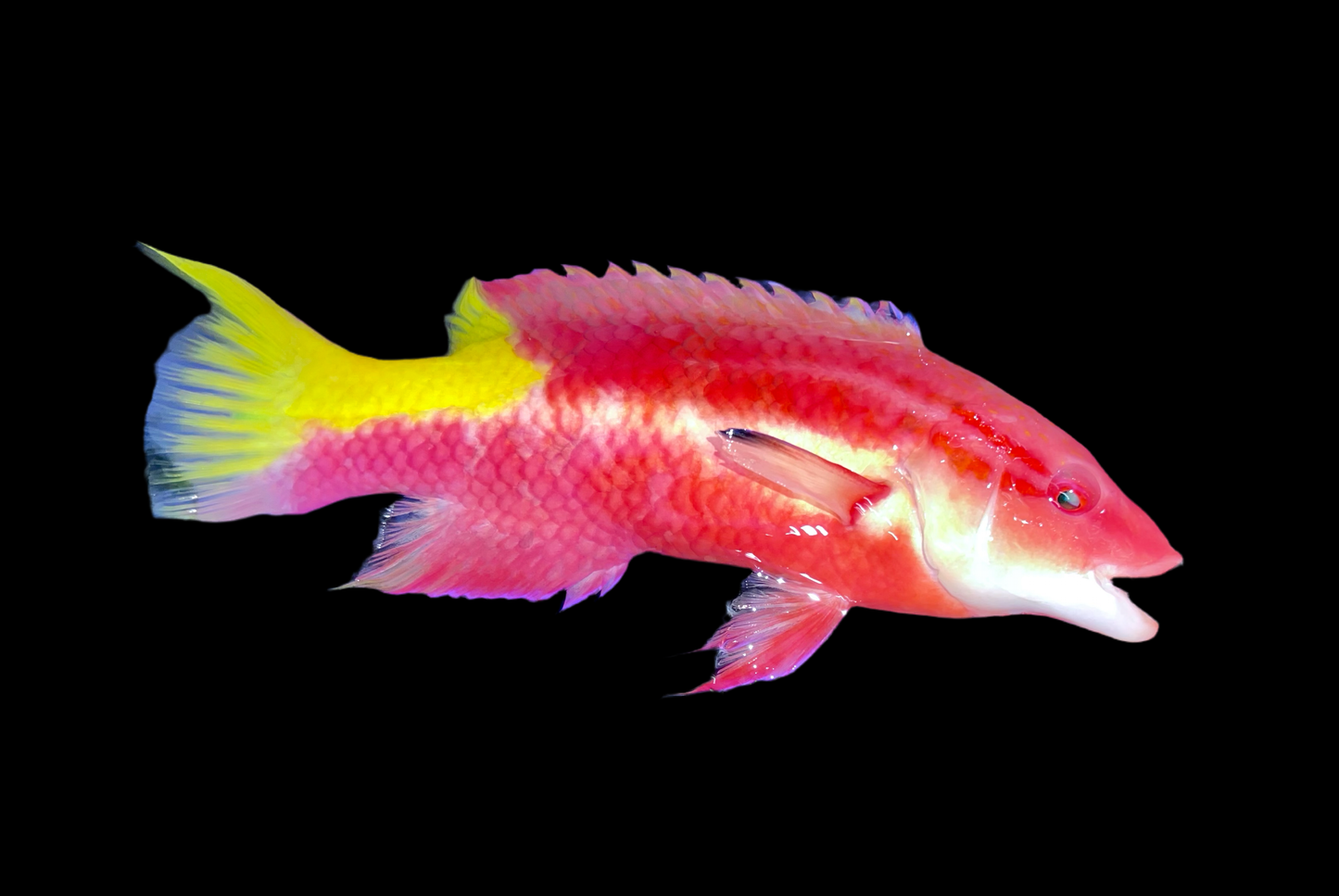 Cuban hog 8”-9" (Bodianus pulchellus)