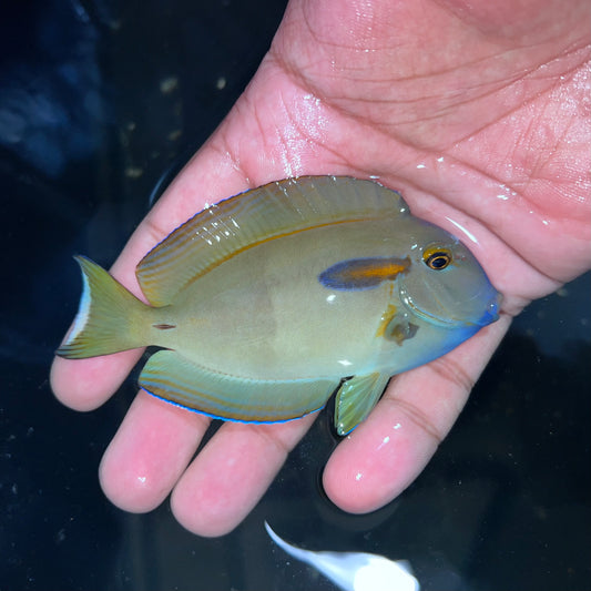 Orange shoulder tang 3.5-4.5” (Acanthurus olivaceus)