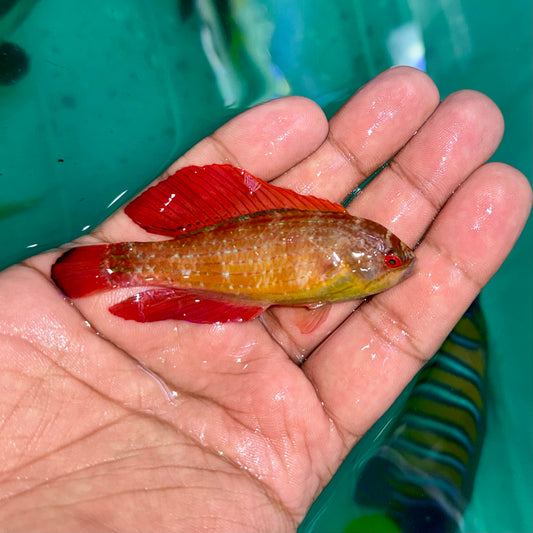 Red Sea Eight Line Wrasse Male 3” (Paracheilinus octotaenia)