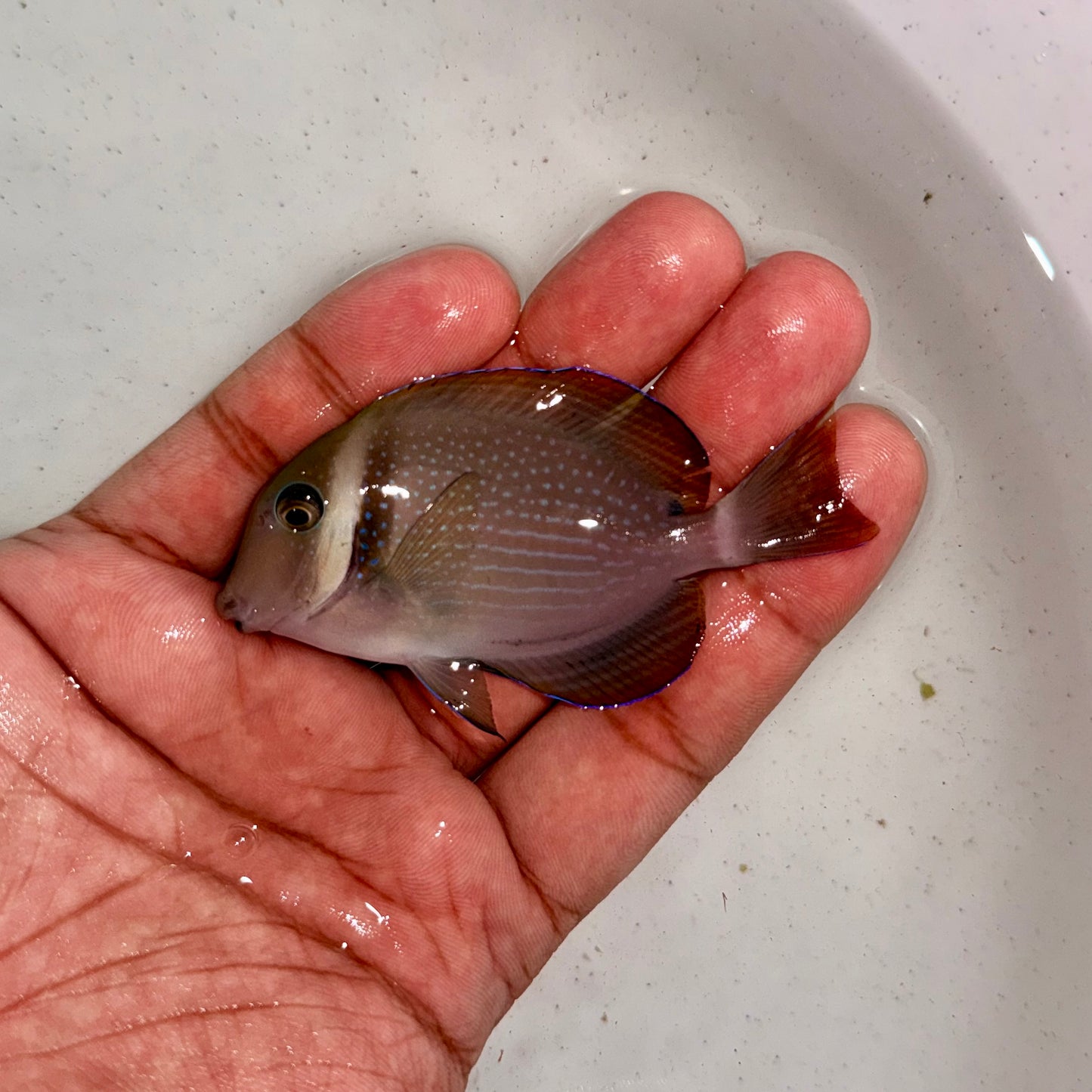 Whitebar Tang 2.5-3” (Acanthurus leucopareius)