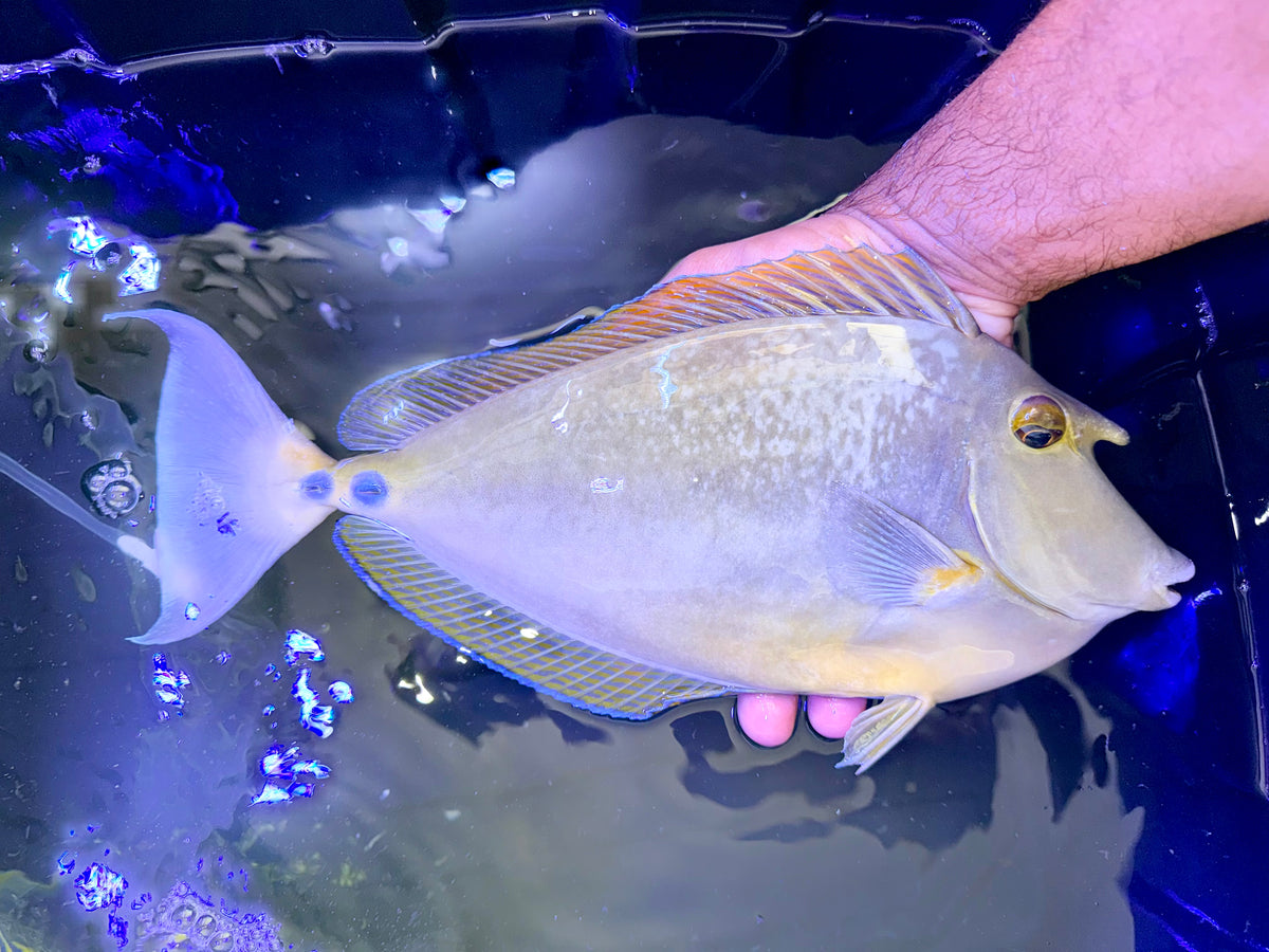 Blue spine unicorn tang male 13” (Naso unicornis)