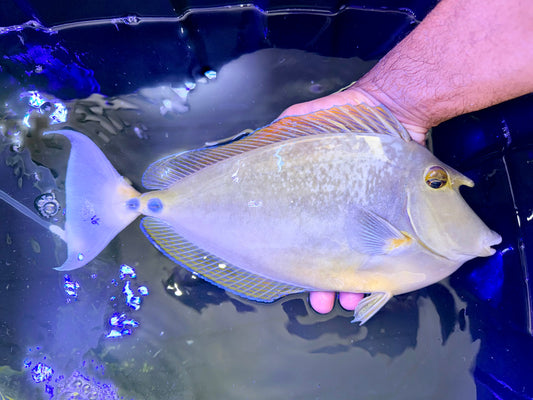 Blue spine unicorn tang male 13” (Naso unicornis)
