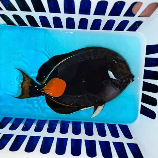 Achilles tang 7-8” (Acanthurus achilles)