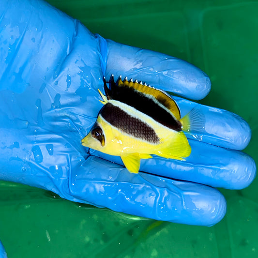 Mitratus “Indian” Butterflyfish
(Chaetodon mitratus)