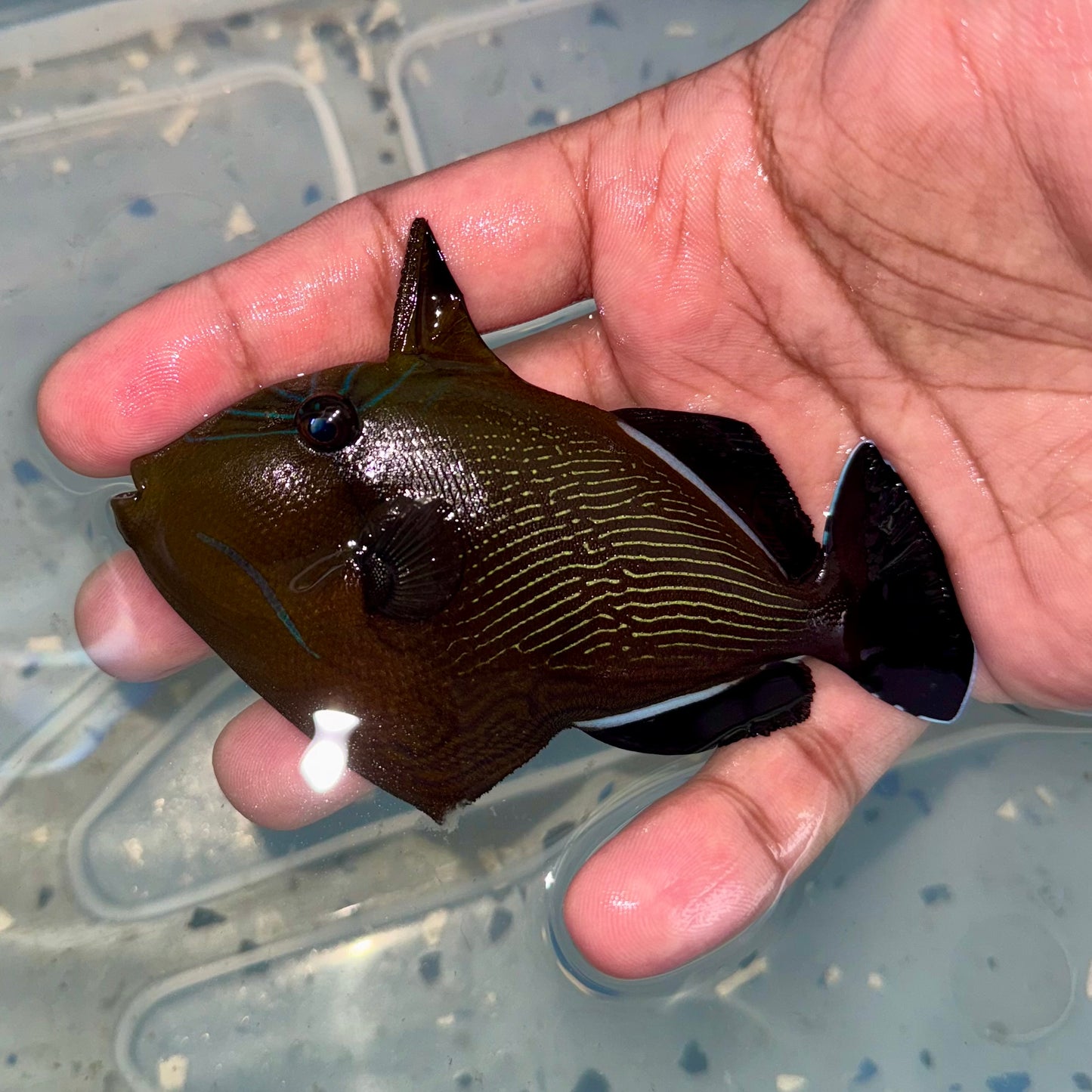 Indian Black Triggerfish 3.5-4” (Melichthys indicus)