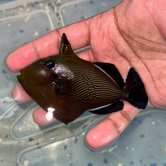 Indian Black Triggerfish 3.5-4” (Melichthys indicus)