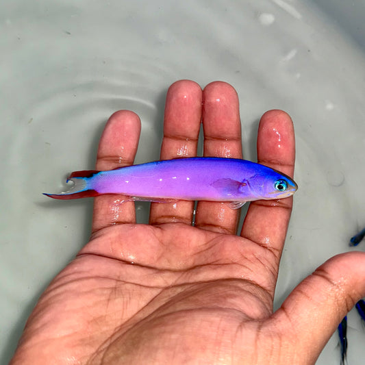 Purple Tilefish 4”
(Hoplolatilus purpureus)