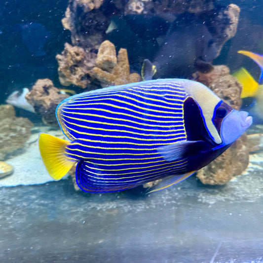 Emperor Angelfish 10-11” (Pomacanthus imperator)