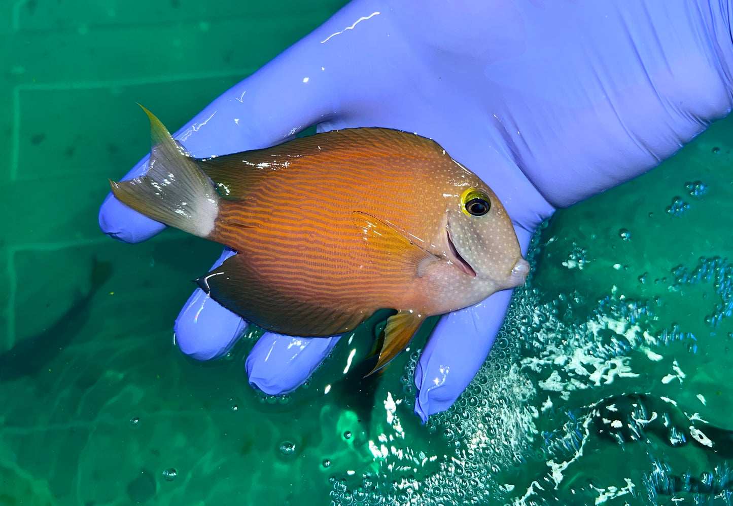 White tail Bristletooth tang 2.5" (Ctenochaetus flavicauda)