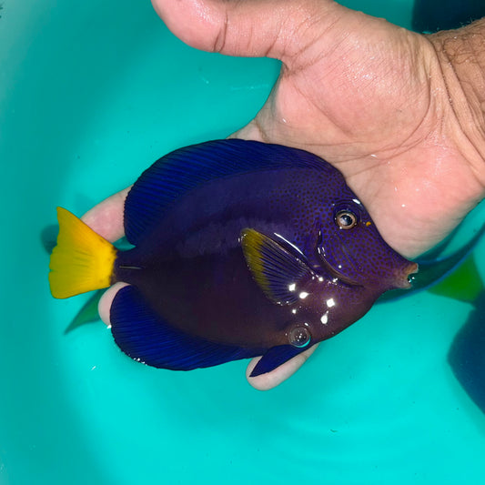 Purple tang 6-6.5” (Zebrasoma xanthurum)