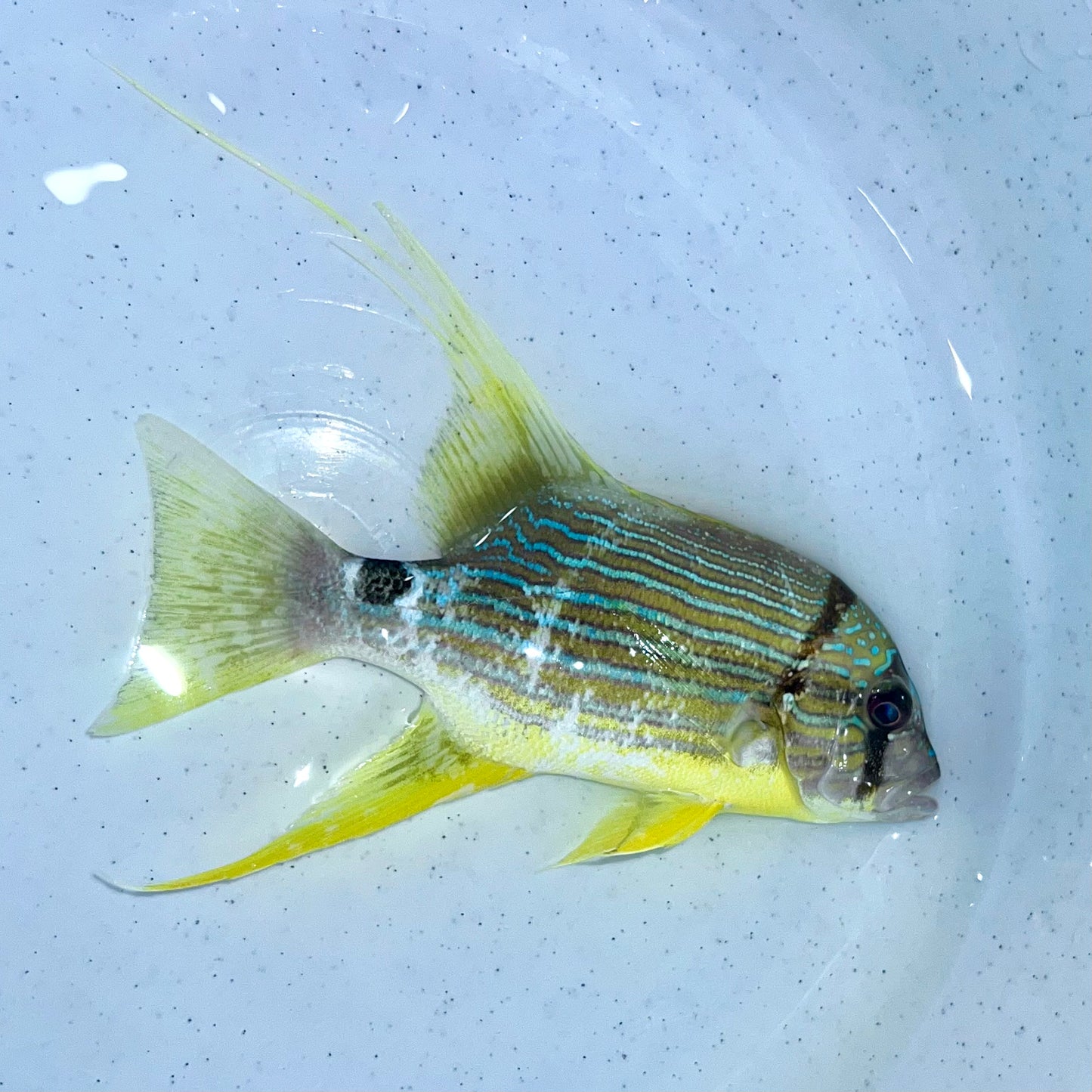 High-fin snapper 3.5-4” (Symphorichthys spilurus)