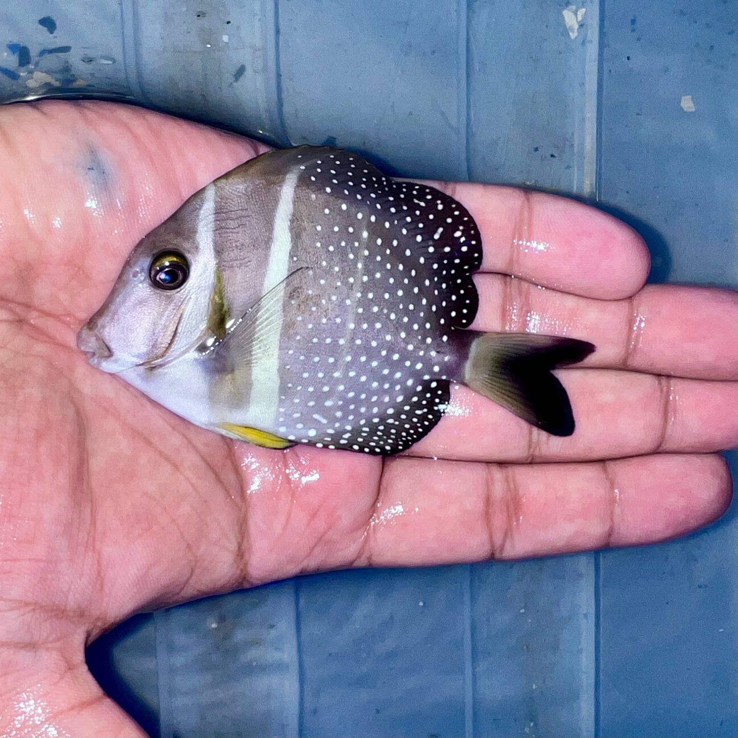 Mustard tang 3.5” (Acanthurus guttatus)